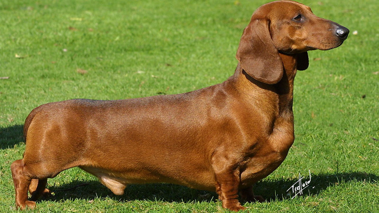 Ejemplar adulto de la raza Dachshund Miniatura Pelo Largo