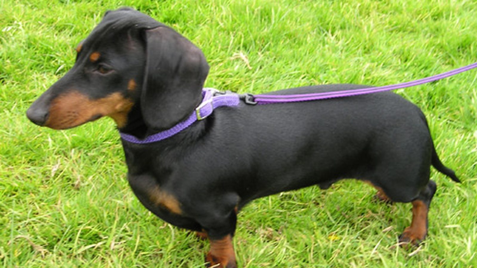 Ejemplar adulto de la raza Dachshund