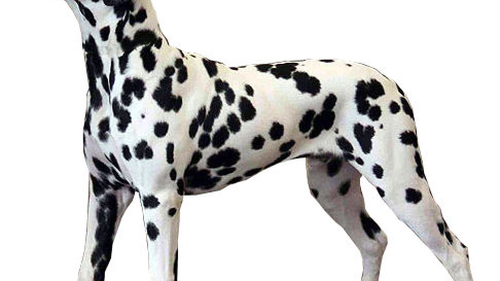 Dálmata adulto, raza grande del grupo Perro de utilidad
