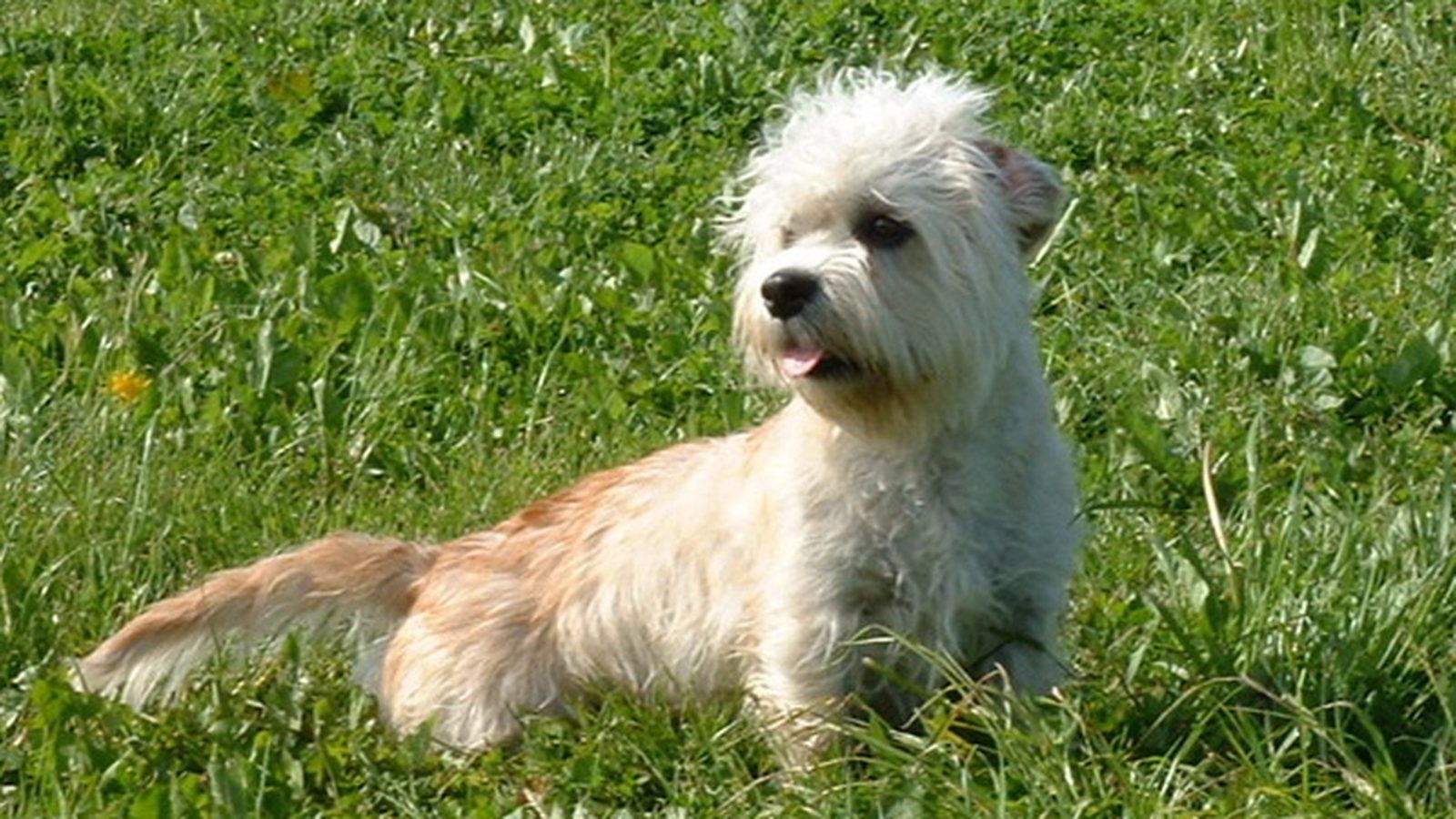 Ejemplar adulto de la raza Dandie Dinmont Terrier