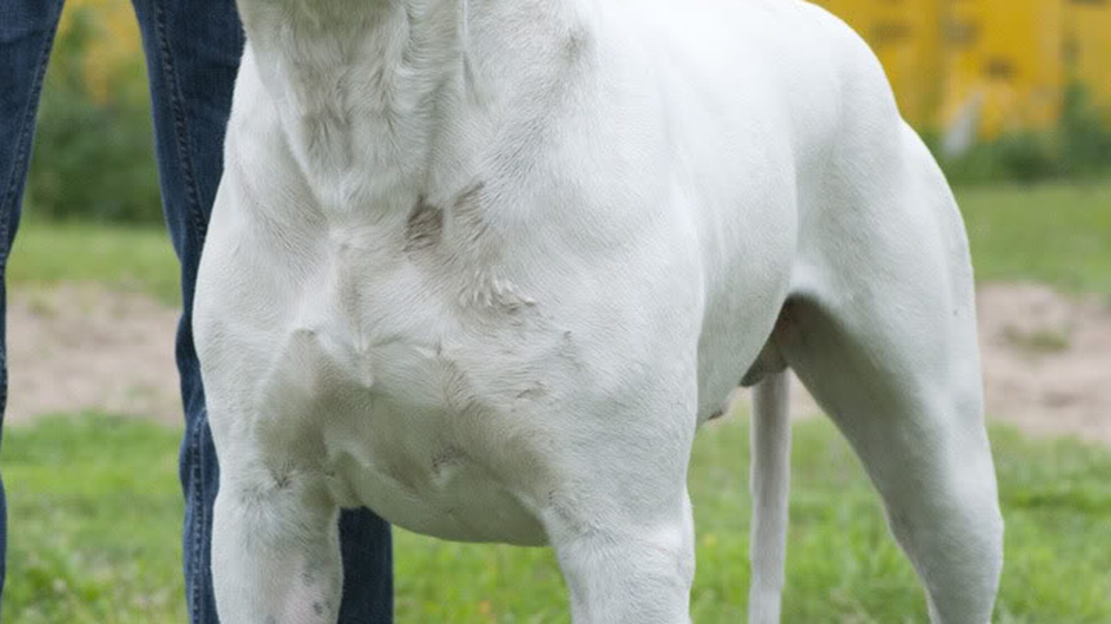Dogo Argentino adulto en plano fotográfico