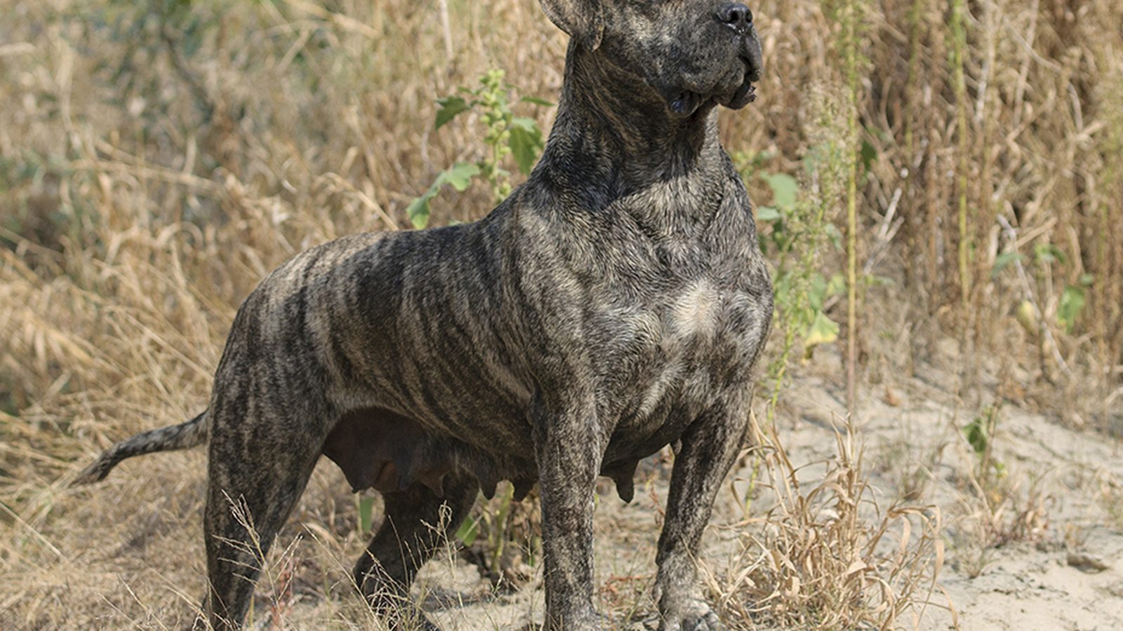 Ejemplar adulto de la raza Dogo Canario