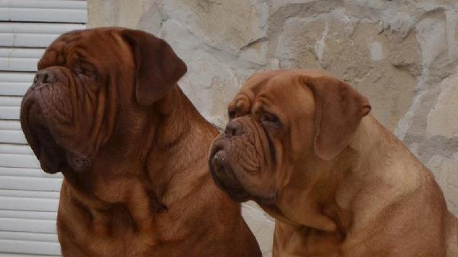 Dogo de Burdeos adulto, raza gigante del grupo Perro de trabajo