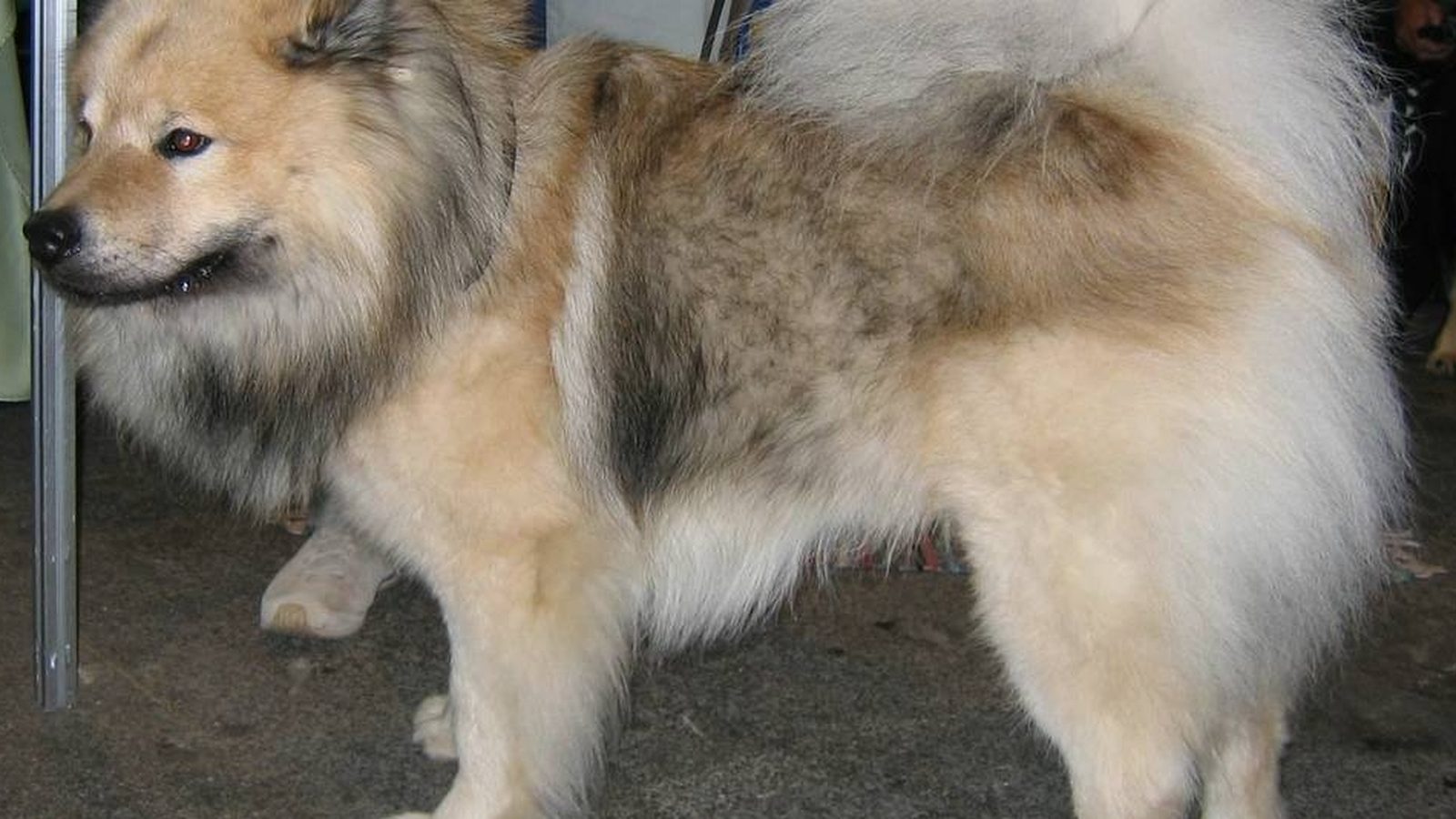 Ejemplar adulto de la raza Eurasier