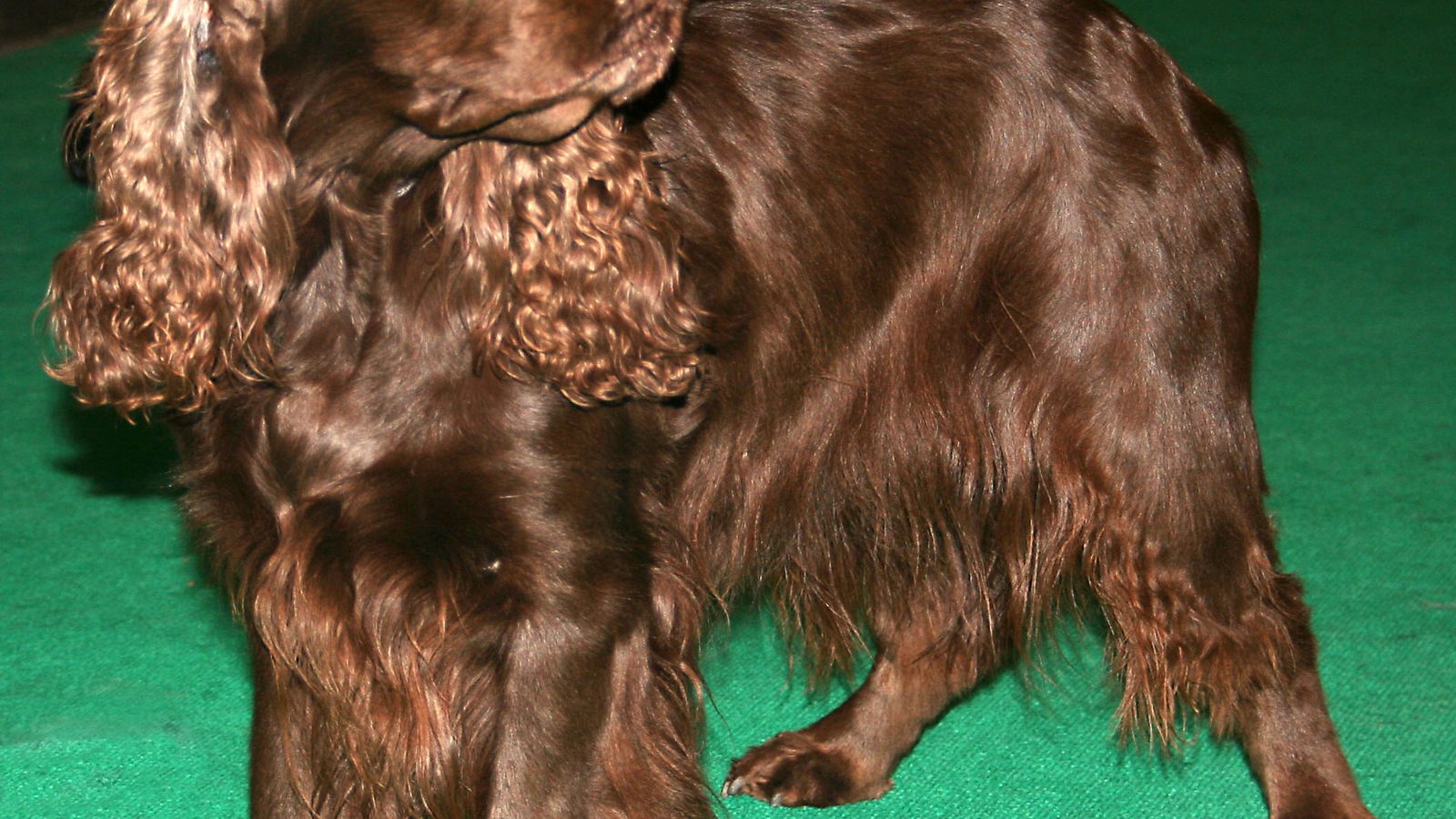 Ejemplar adulto de la raza Field Spaniel