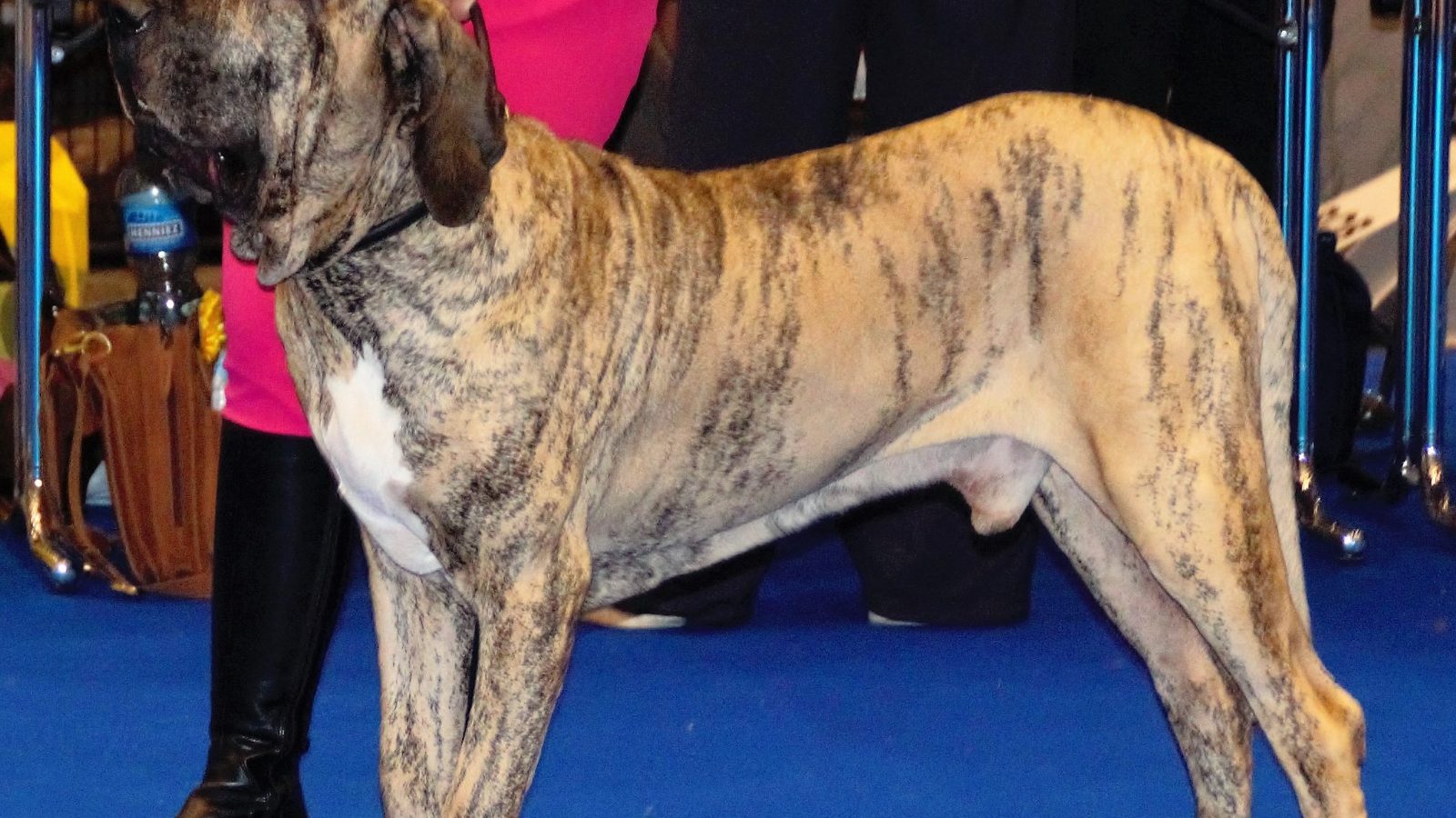 Ejemplar adulto de la raza Fila Brasileiro