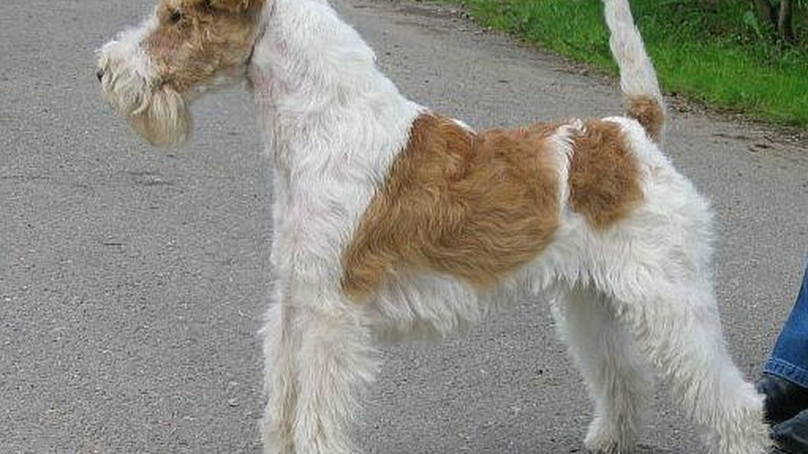 Ejemplar adulto de la raza Fox Terrier De Pelo Duro