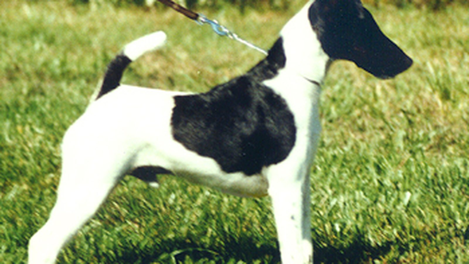 Ejemplar adulto de la raza Fox Terrier De Pelo Liso