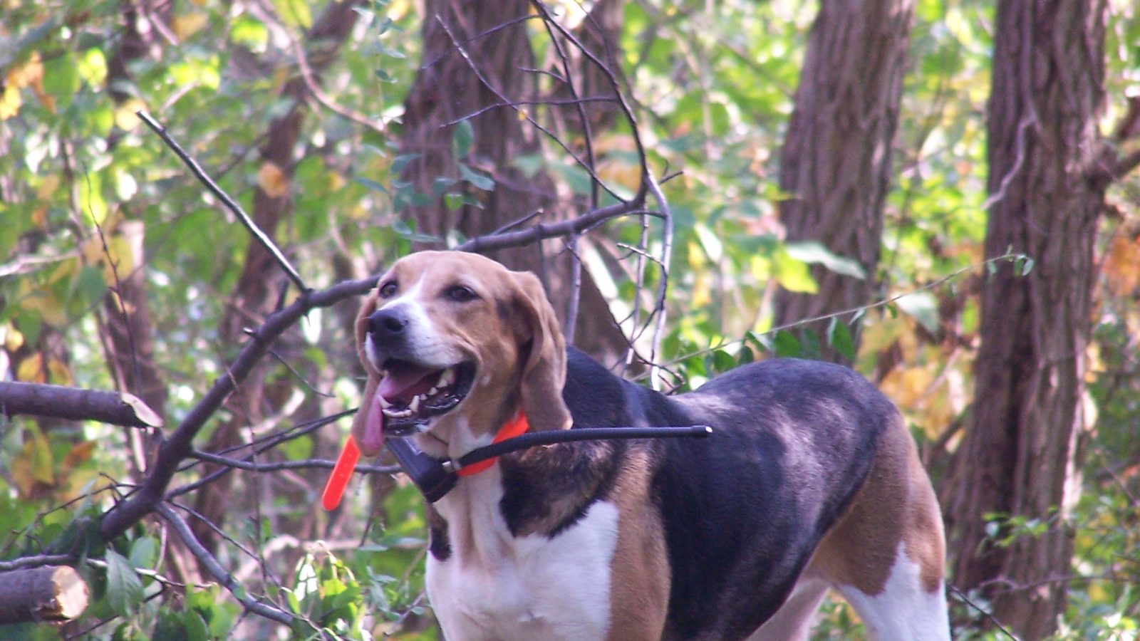 Ejemplar adulto de la raza Foxhound