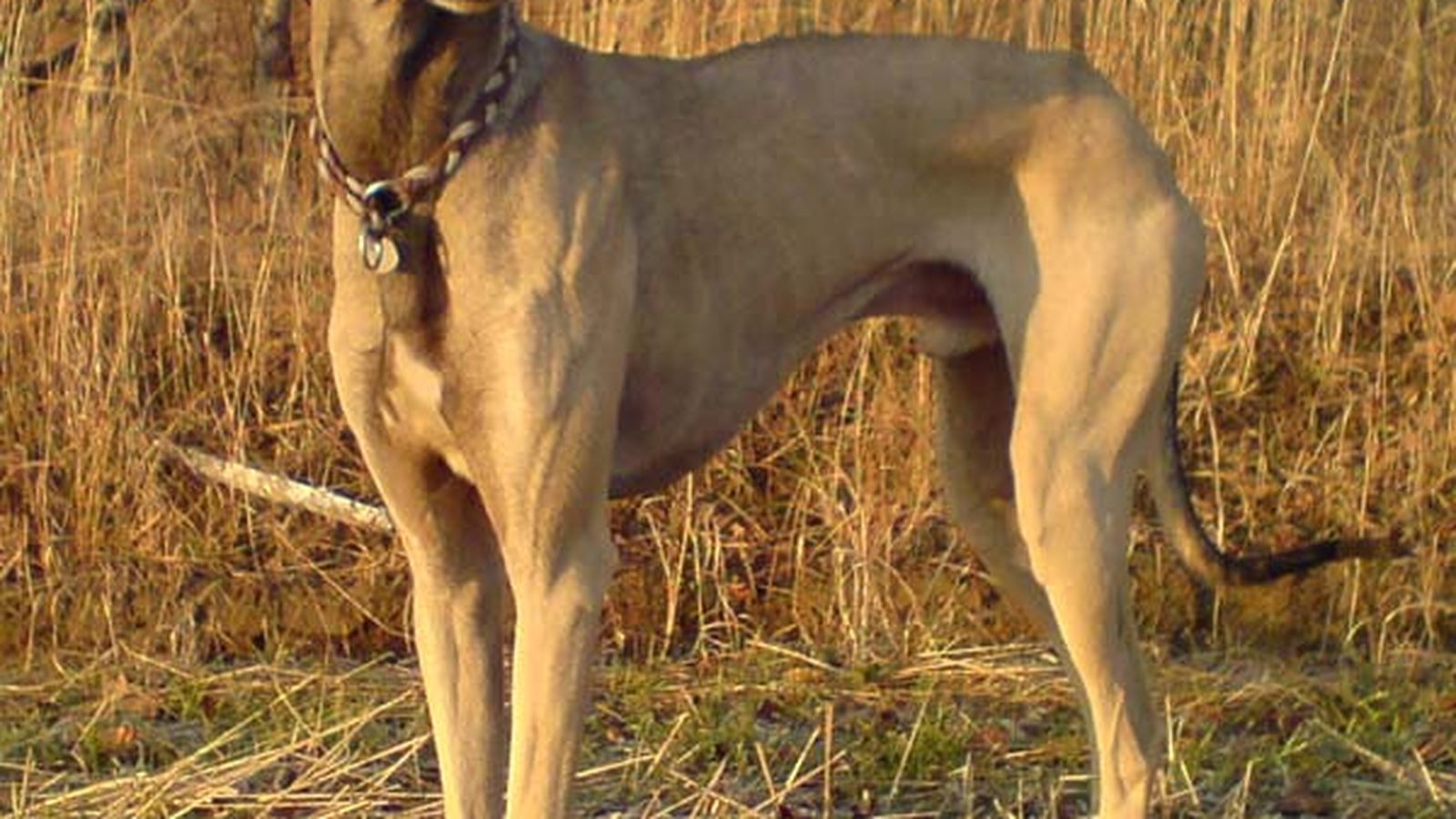 Ejemplar adulto de la raza Galgo Arabe