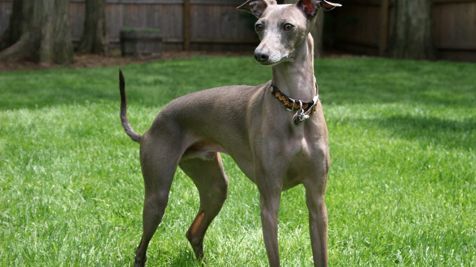Galgo italiano adulto, raza pequeña del grupo Toy