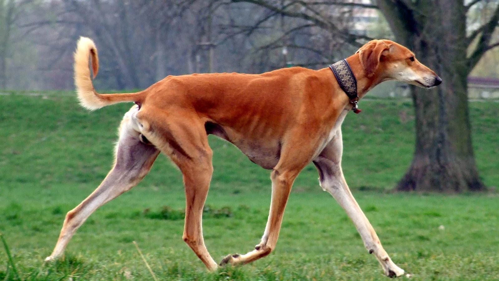 Ejemplar adulto de la raza Galgo Persa