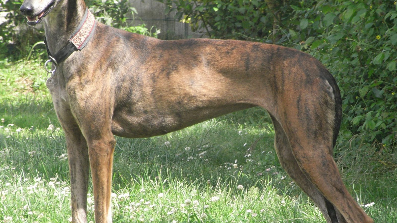 Galgo adulto, raza grande del grupo Sabueso