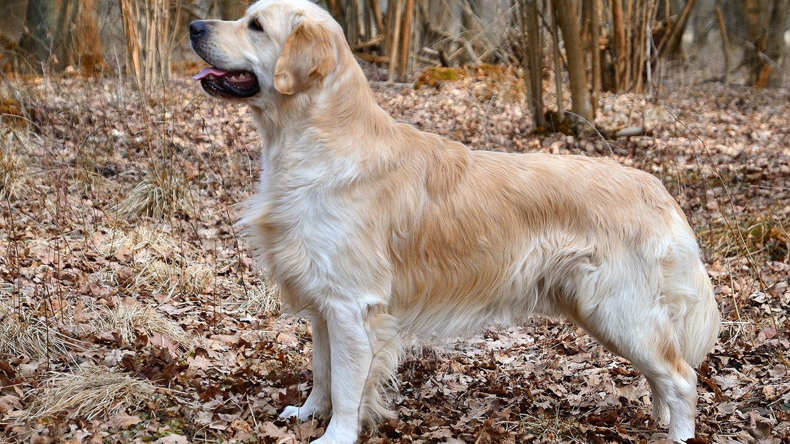 Golden Retriever adulto, raza grande