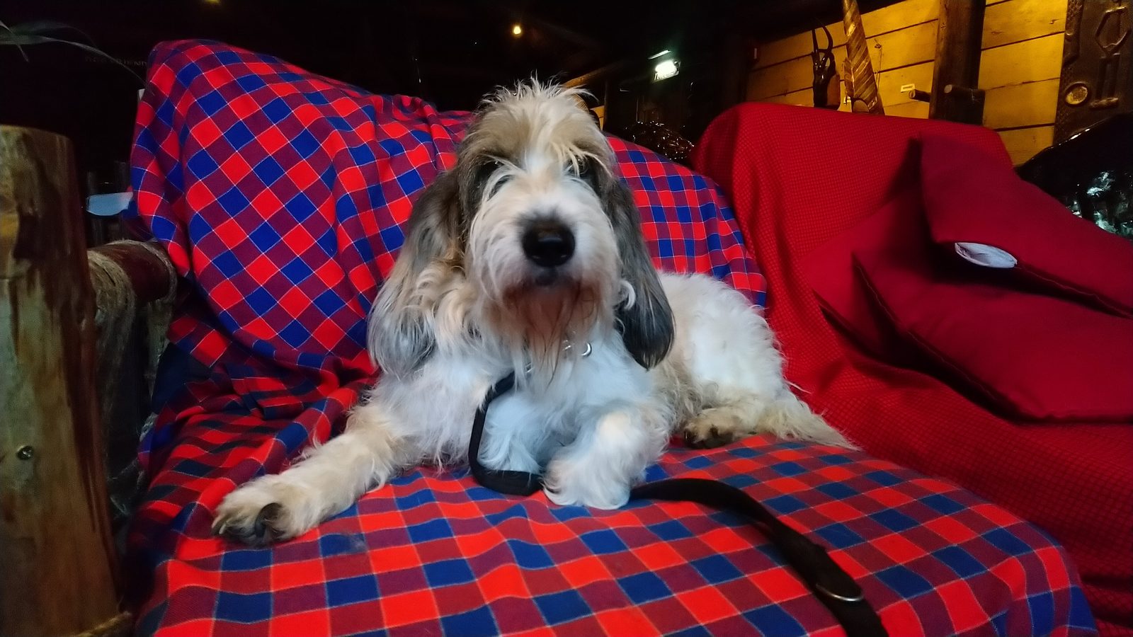 Ejemplar adulto de la raza Grifon Vandeano Basset Grande