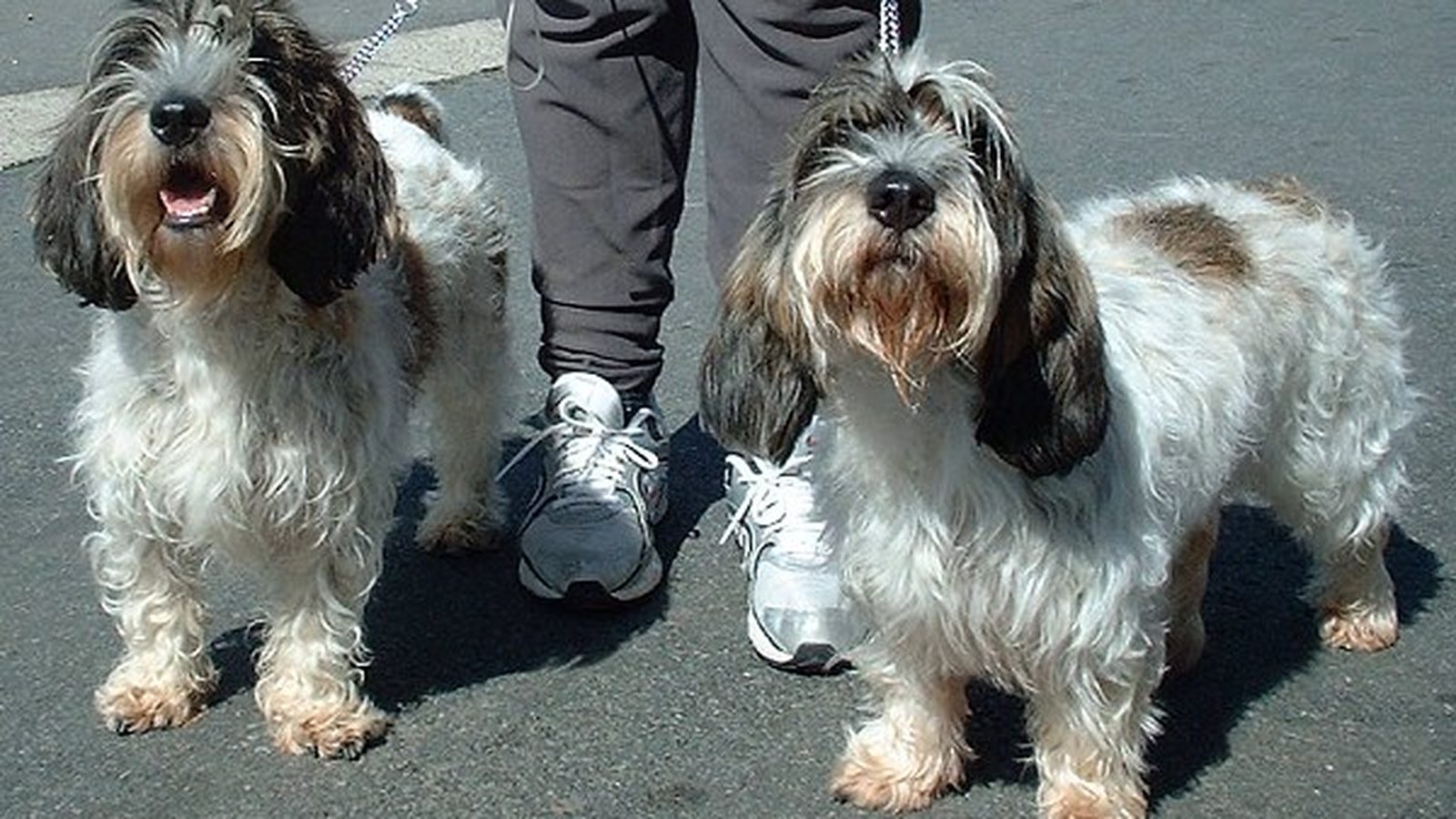 Ejemplar adulto de la raza Grifon Vandeano Basset Pequeno