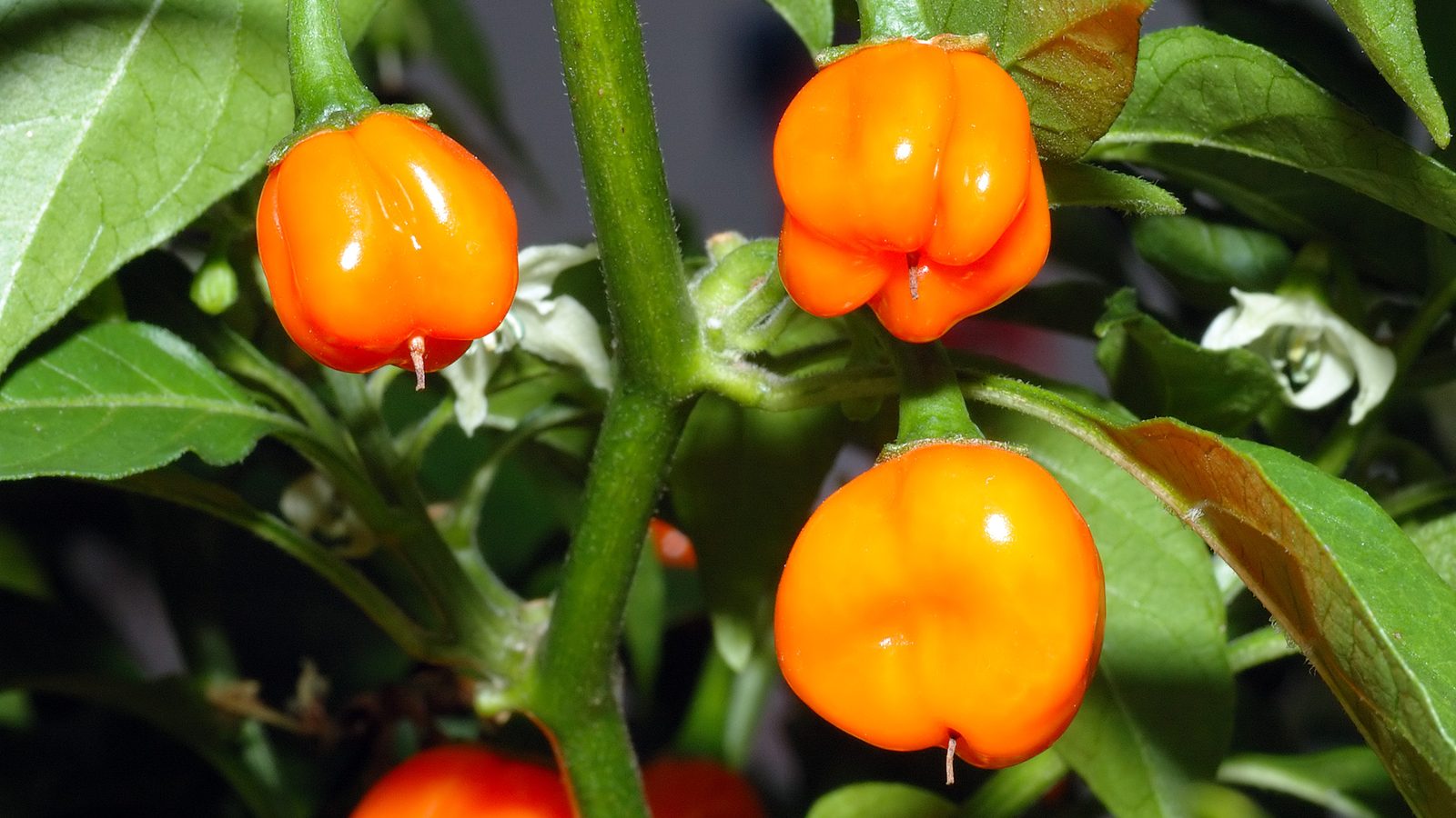 Ejemplar adulto de la raza Habanero