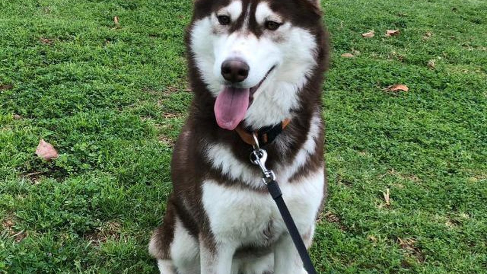 Husky siberiano adulto, raza mediana