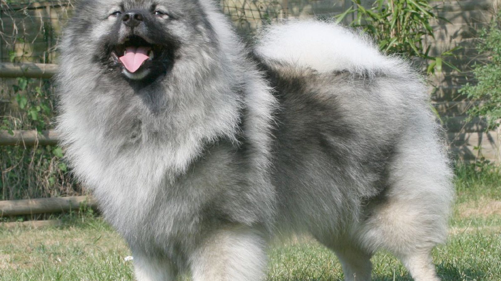 Ejemplar adulto de la raza Keeshond