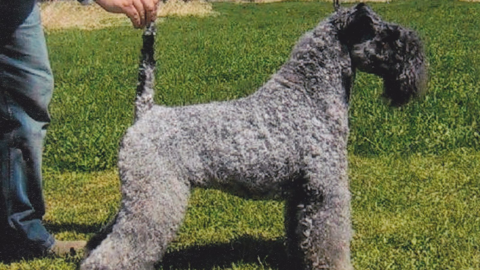 Ejemplar adulto de la raza Kerry Blue Terrier