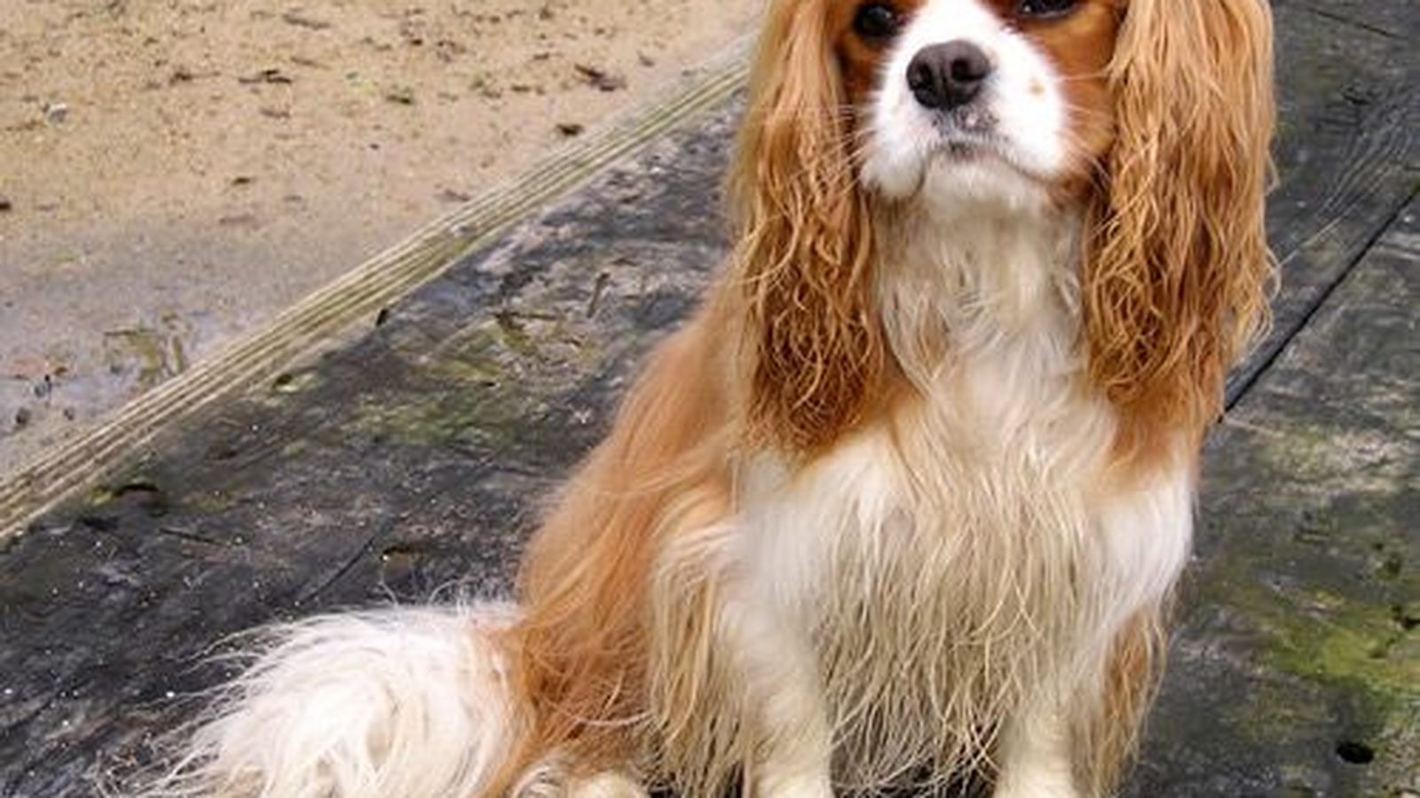 Ejemplar adulto de la raza King Charles Spaniel