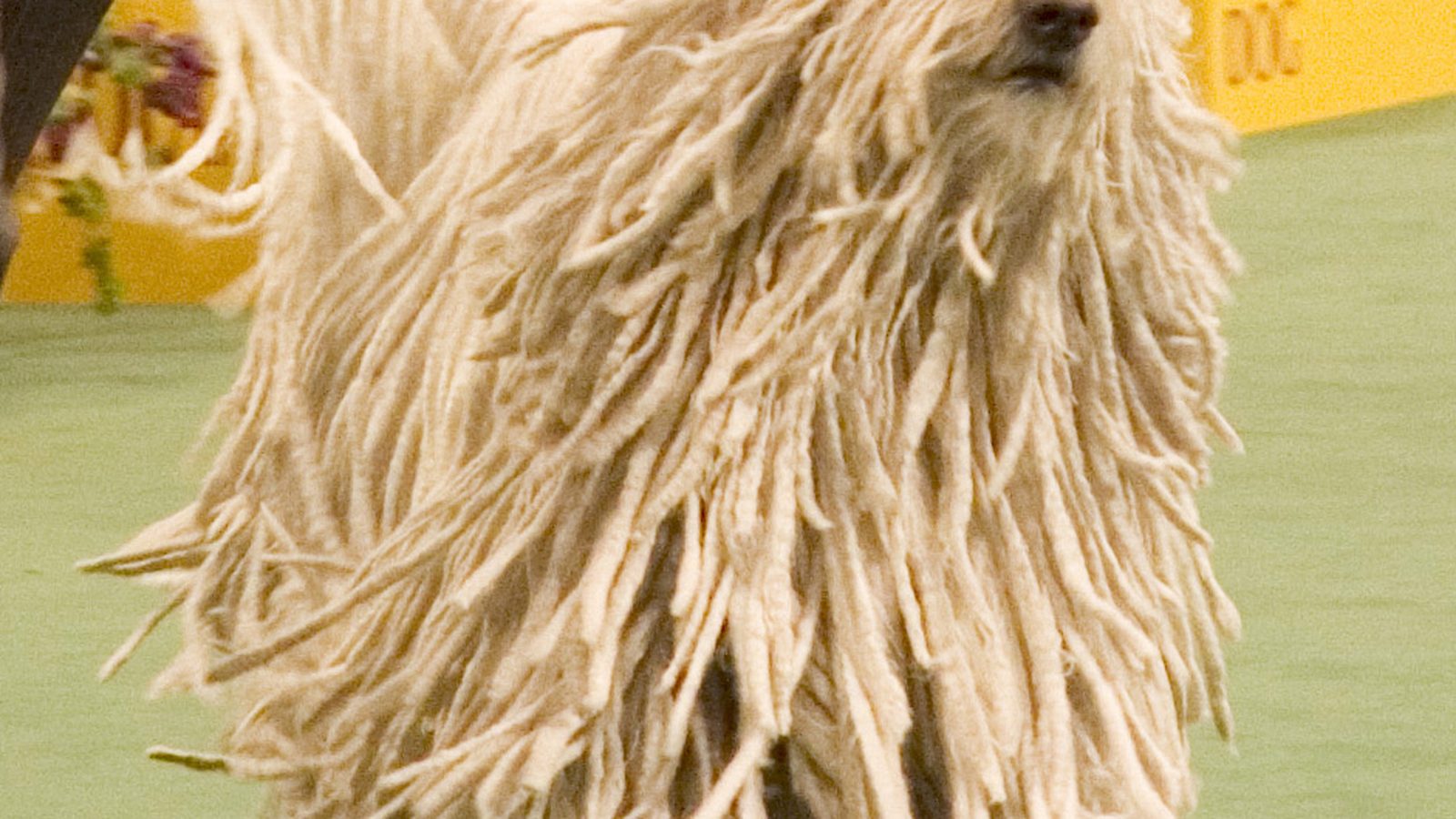 Ejemplar adulto de la raza Komondor