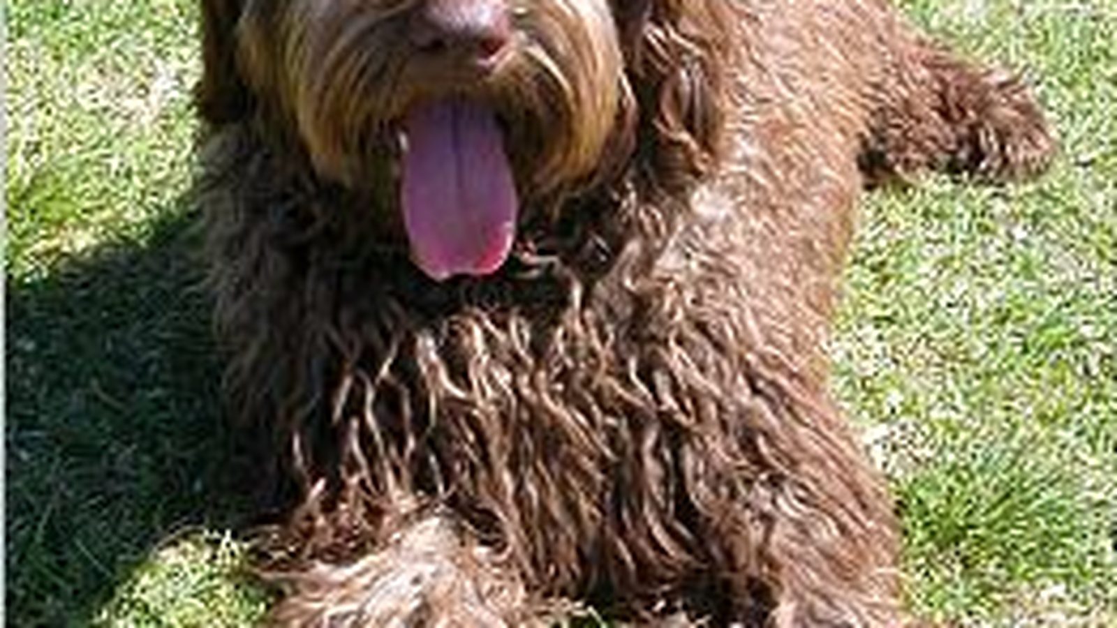 Ejemplar adulto de la raza Labradoodle