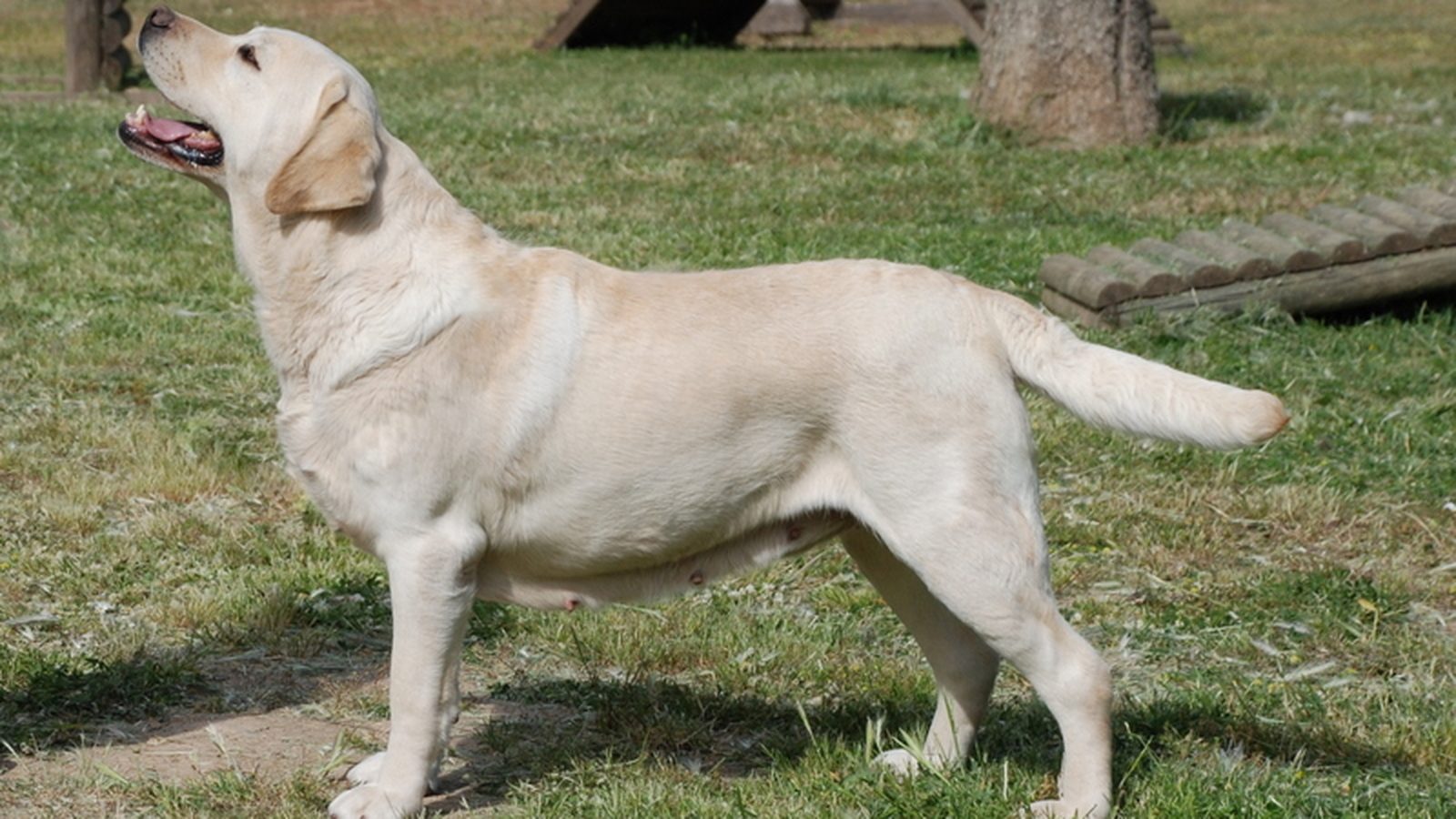 Labrador Retriever adulto, raza grande