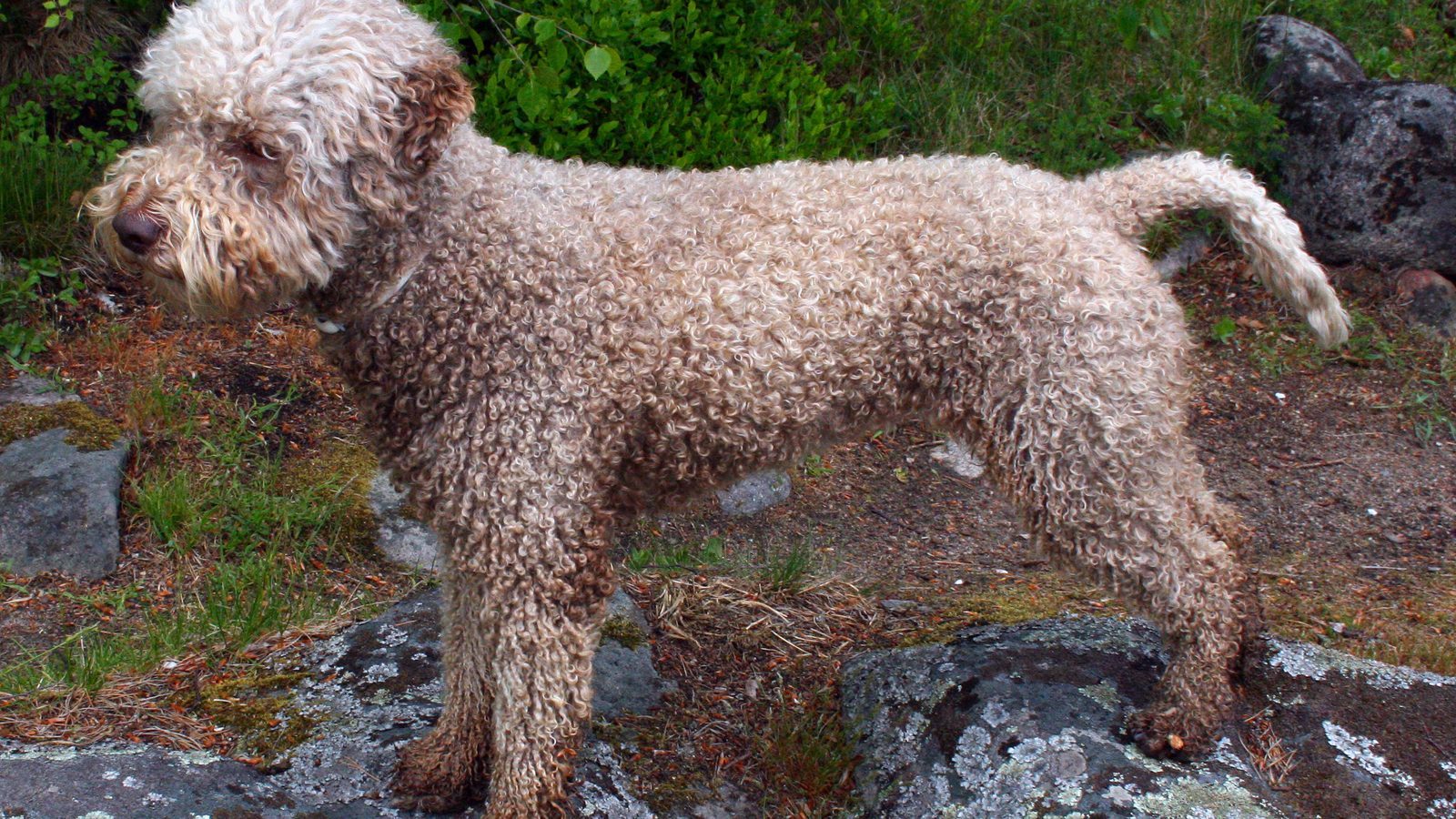 Lagotto Romagnolo adulto de manto rizado color marrón roano oliendo el suelo en busca de trufa