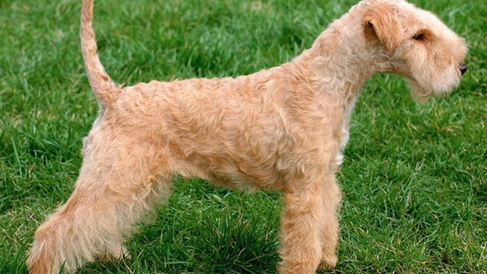 Ejemplar adulto de la raza Lakeland Terrier