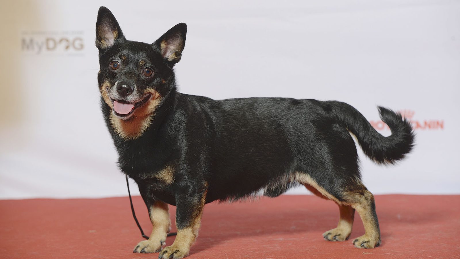 Ejemplar adulto de la raza Lancashire Heeler