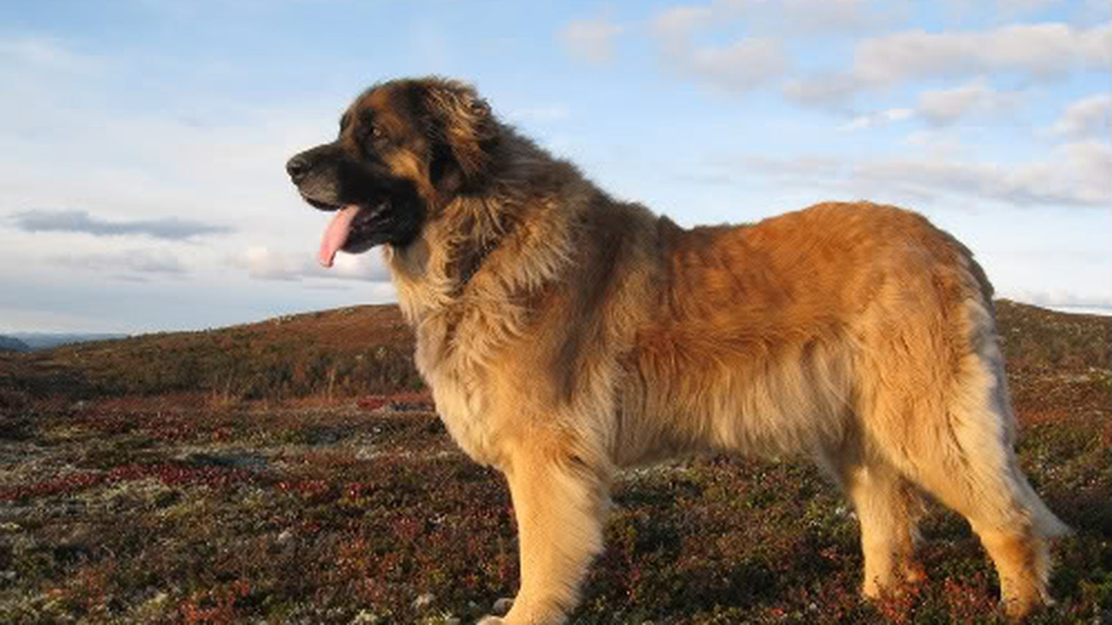 Ejemplar adulto de la raza Leonberger