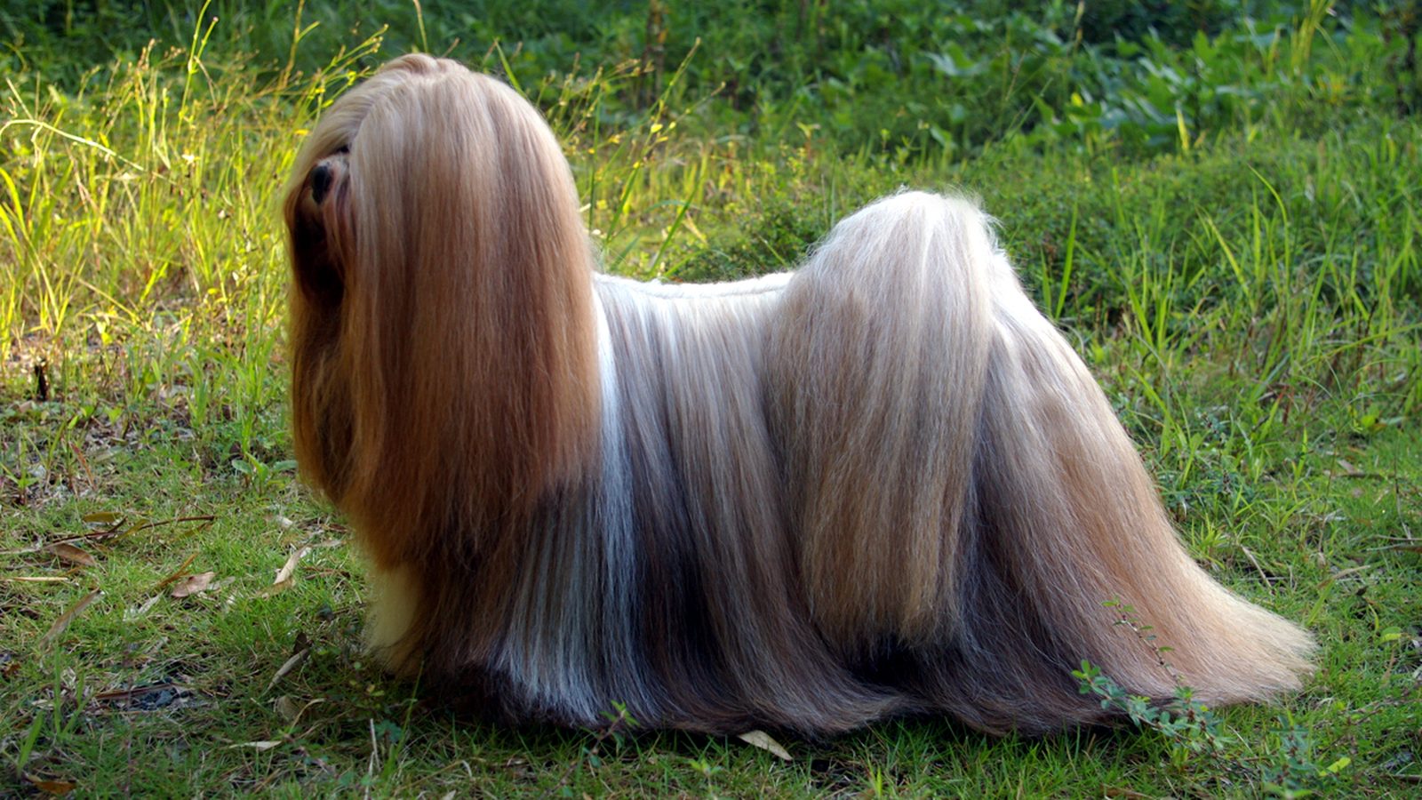 Lhasa Apso adulto, raza pequeña del grupo Perro de utilidad