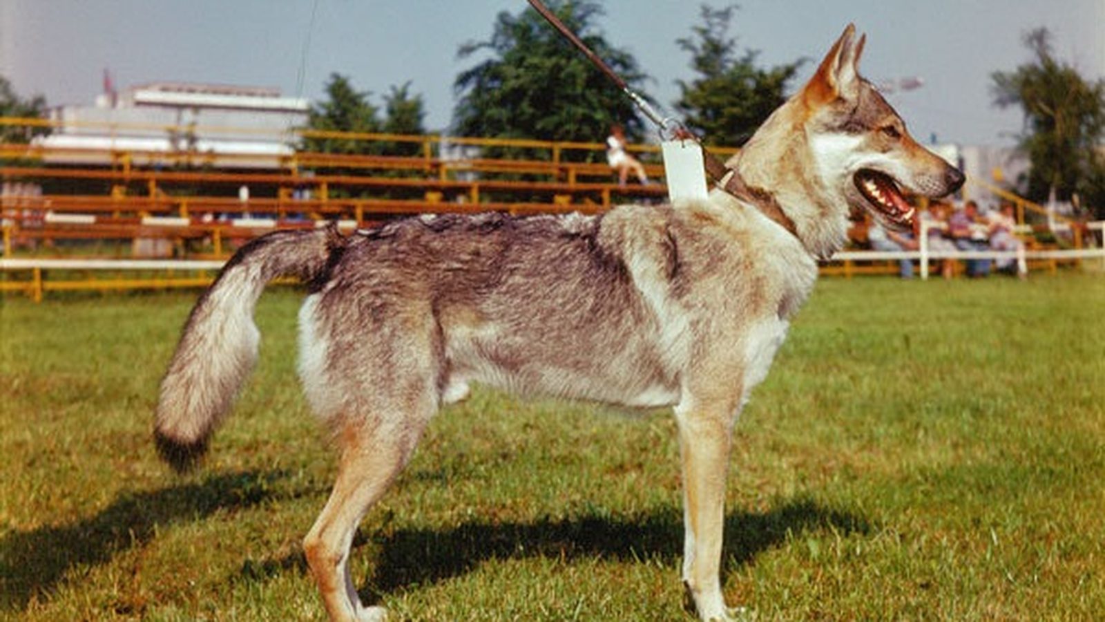 Ejemplar adulto de la raza Lobo Checoslovaco