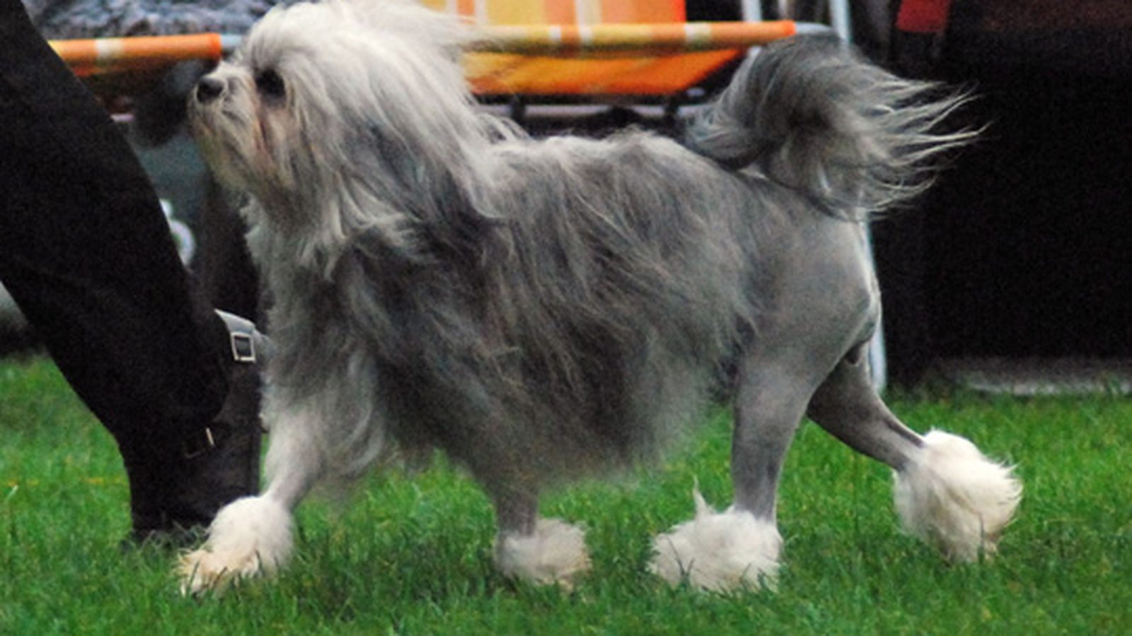 Ejemplar adulto de la raza Lowchen Pequeno Perro Leon