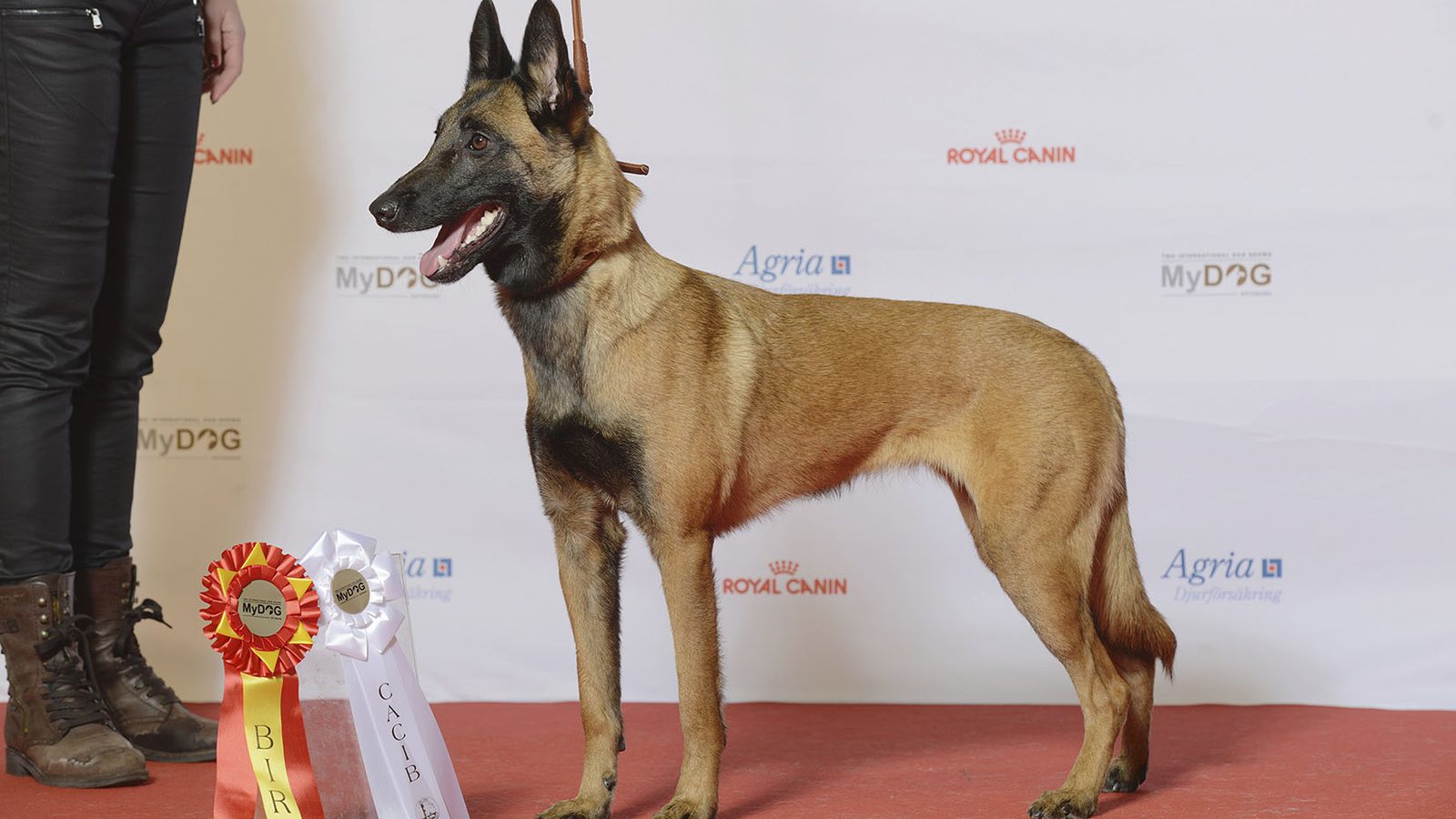 Ejemplar adulto de la raza Malinois