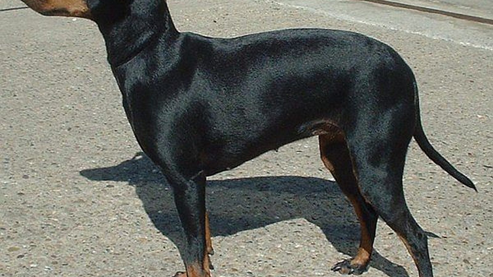 Ejemplar adulto de la raza Manchester Terrier