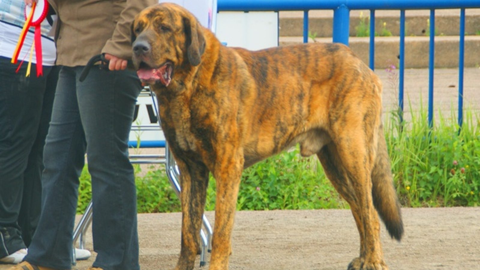Perro adulto de raza Mastín Español