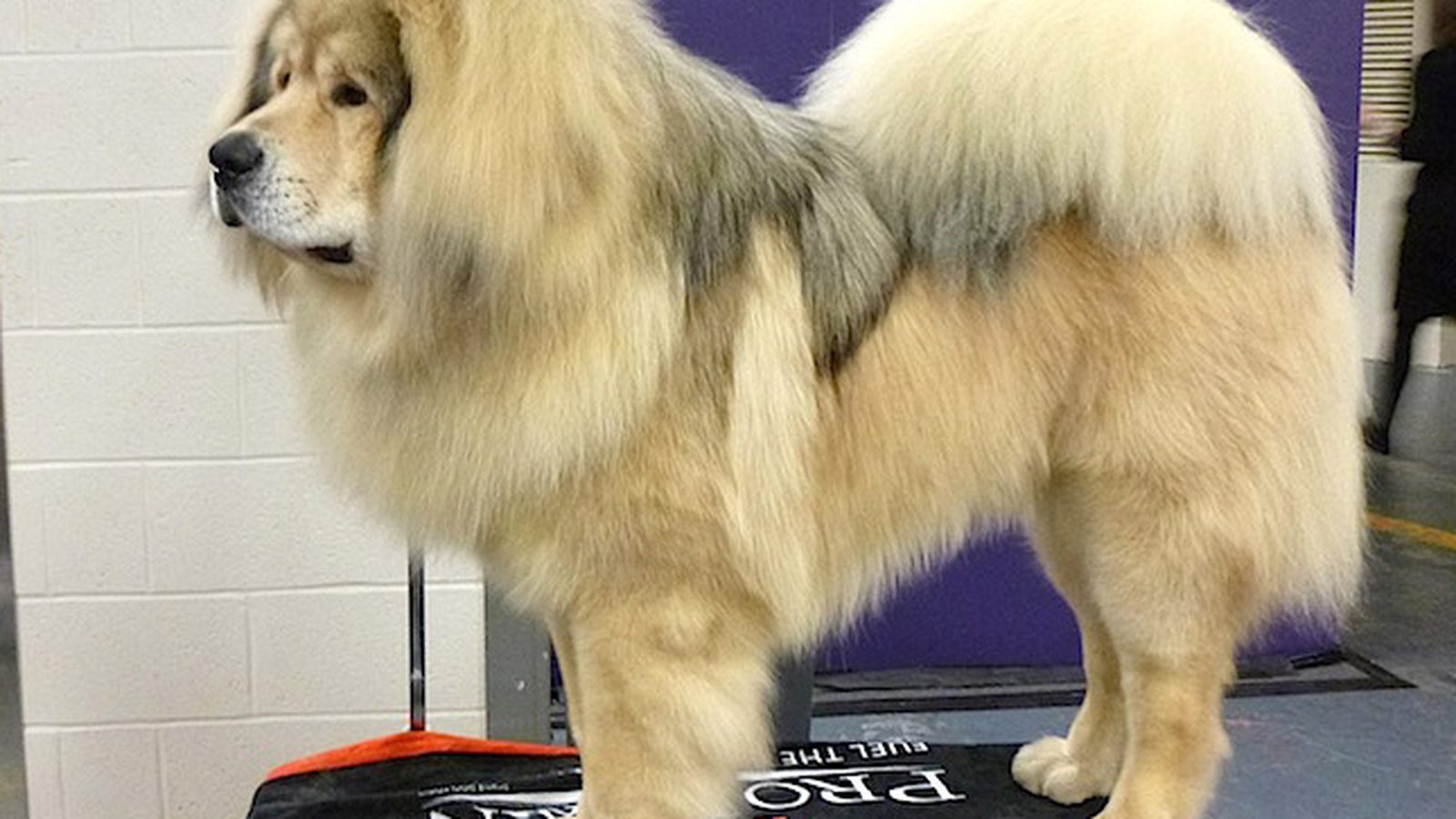 Mastín tibetano adulto, raza gigante del grupo Perro de trabajo