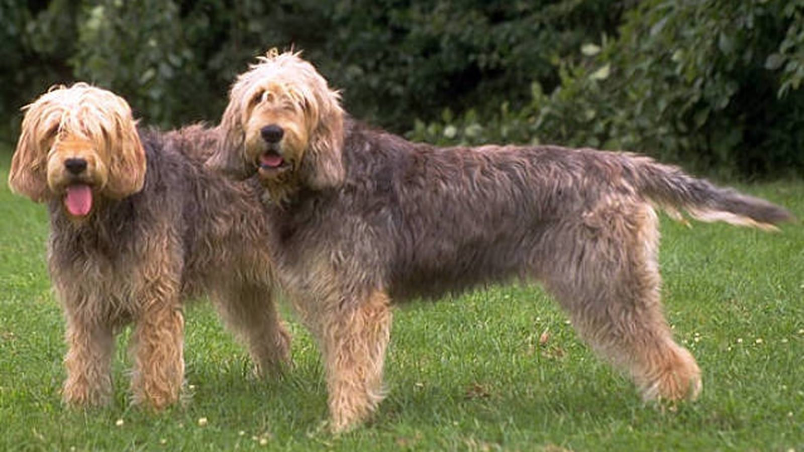 Ejemplar adulto de la raza Otterhound
