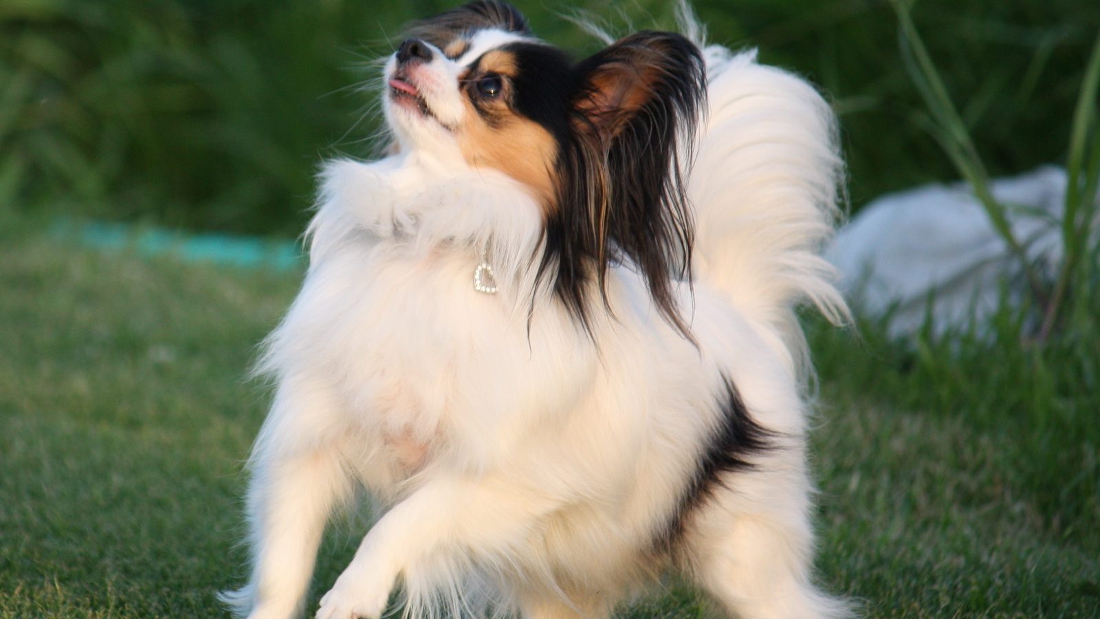 Ejemplar adulto de la raza Papillon