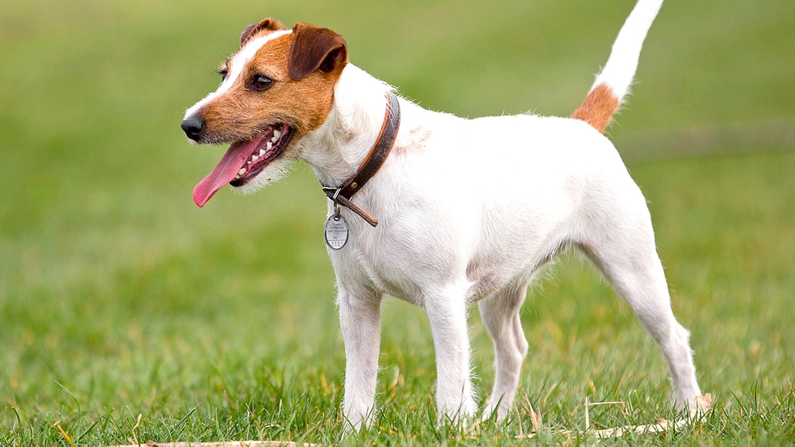 Ejemplar adulto de la raza Parson Russell Terrier