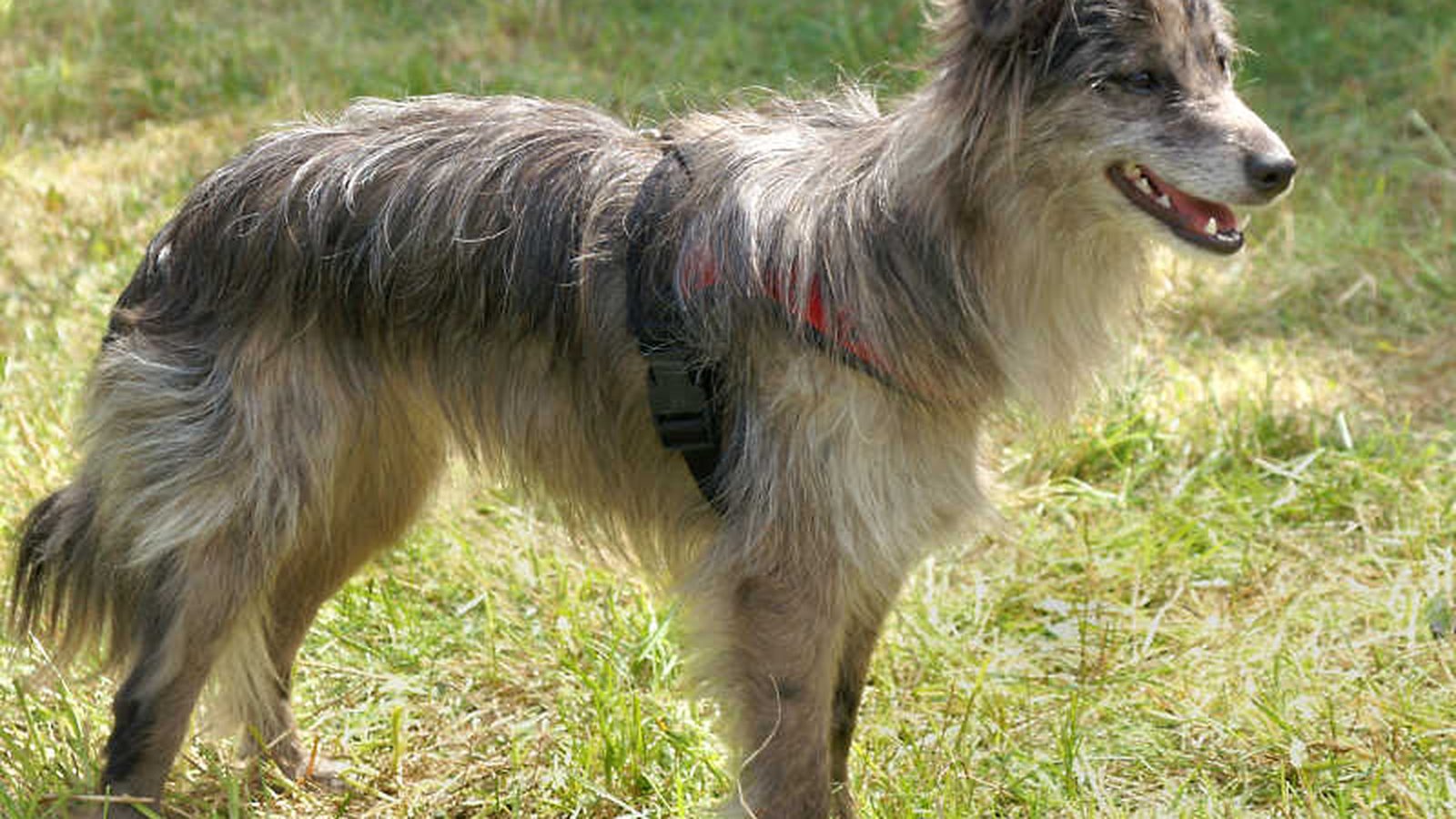 Ejemplar adulto de la raza Perro de pastor de los Pirineos