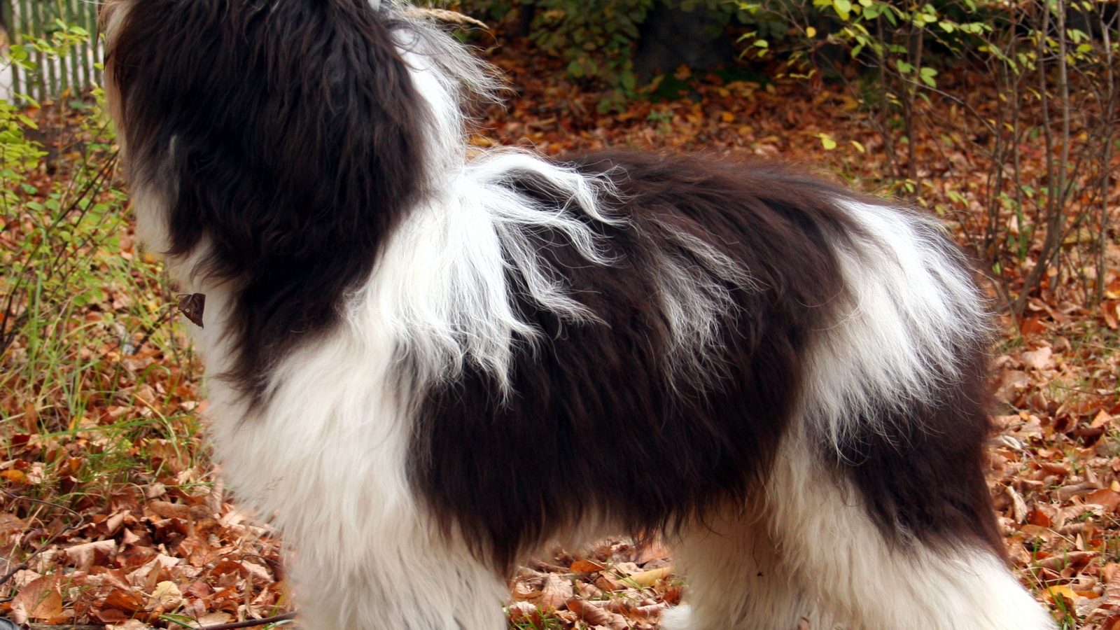 Ejemplar adulto de la raza Pastor Polaco De Las Llanuras