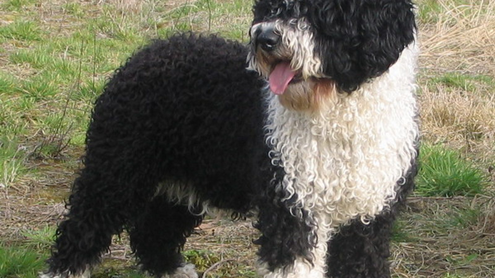 Ejemplar adulto de la raza Perro Agua Espanol