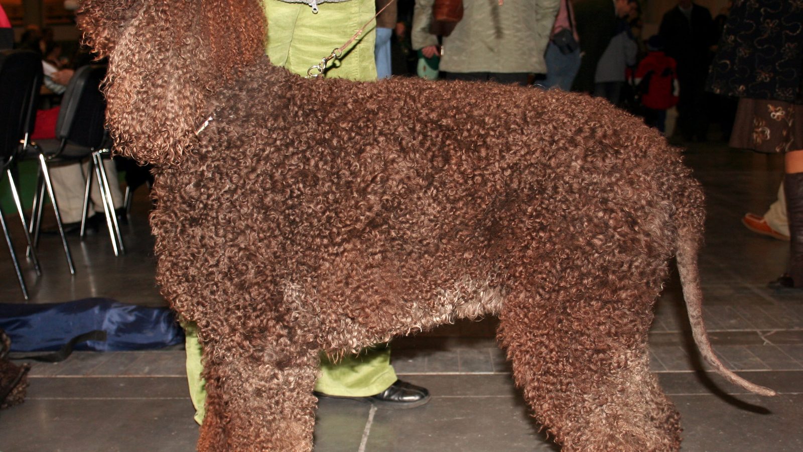 Ejemplar adulto de la raza Perro De Agua Irlandes