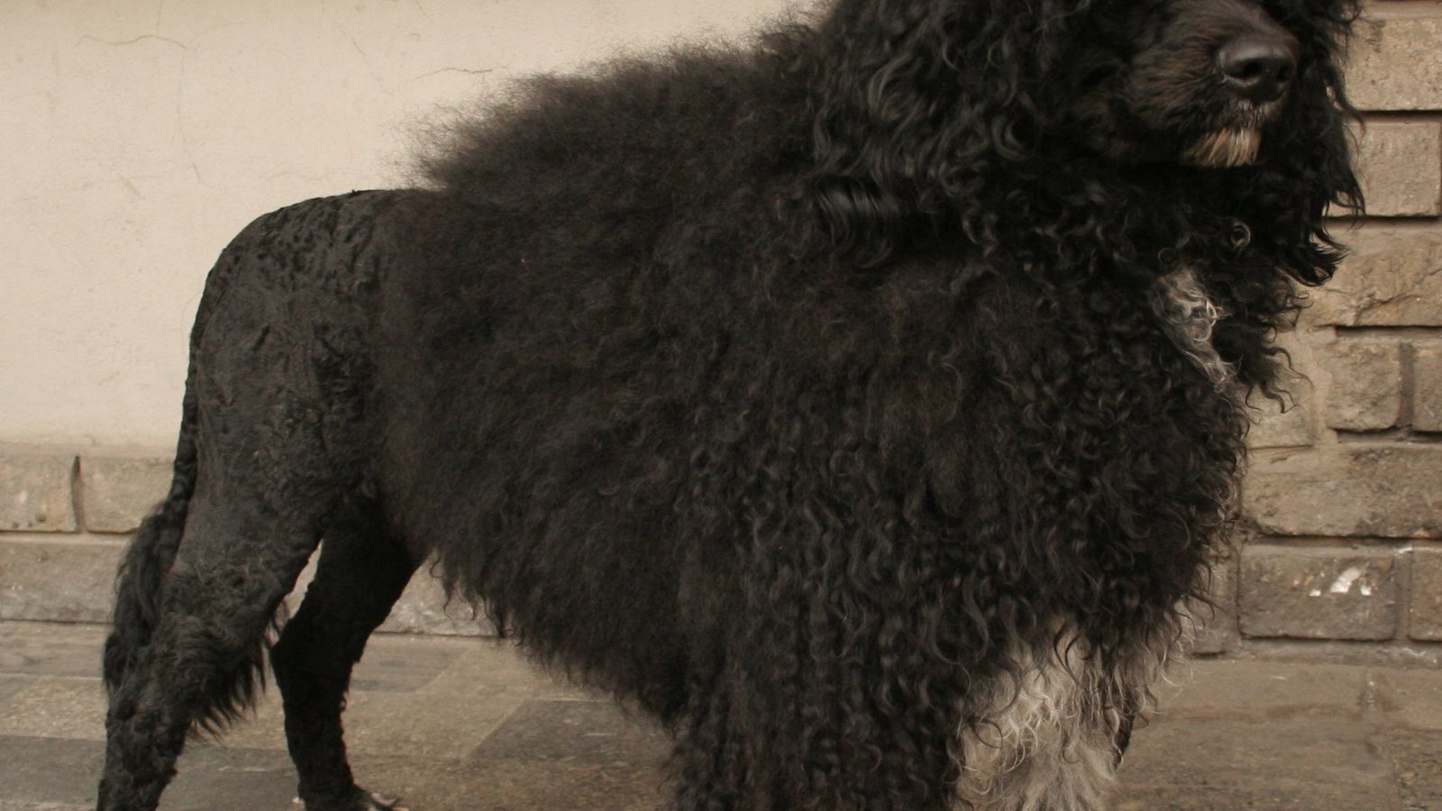 Ejemplar adulto de la raza Perro De Agua Portugues