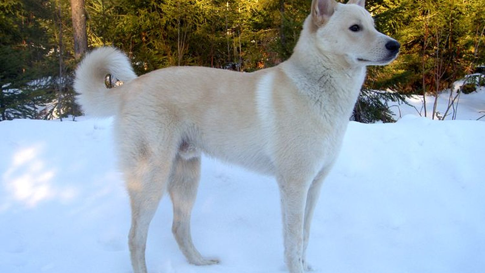Ejemplar adulto de la raza Perro De Canaan