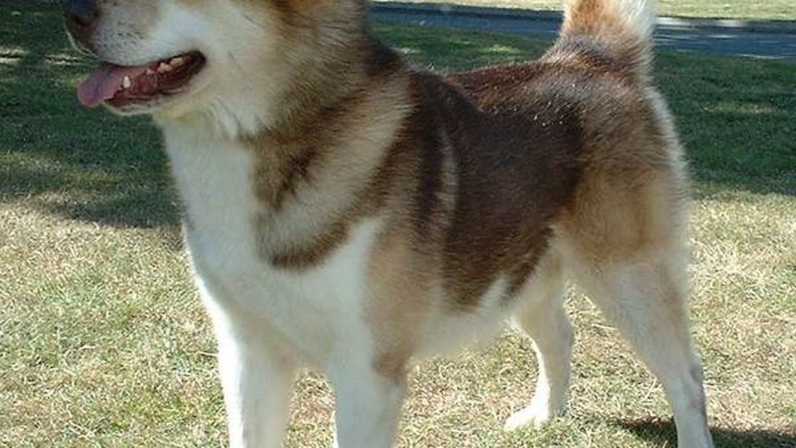 Ejemplar adulto de la raza Perro De Groenlandia
