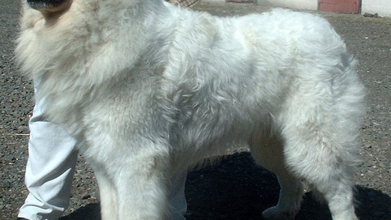 Ejemplar adulto de la raza Perro De Montana De Los Pirineos